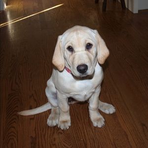 Meet your Posher, Laura